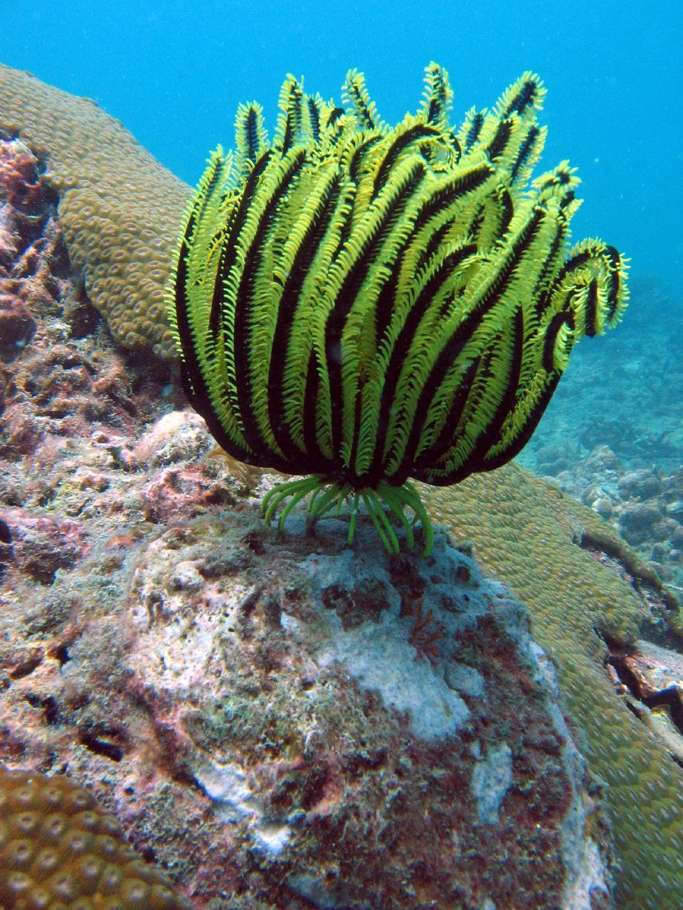 Oxycomanthus bennetti